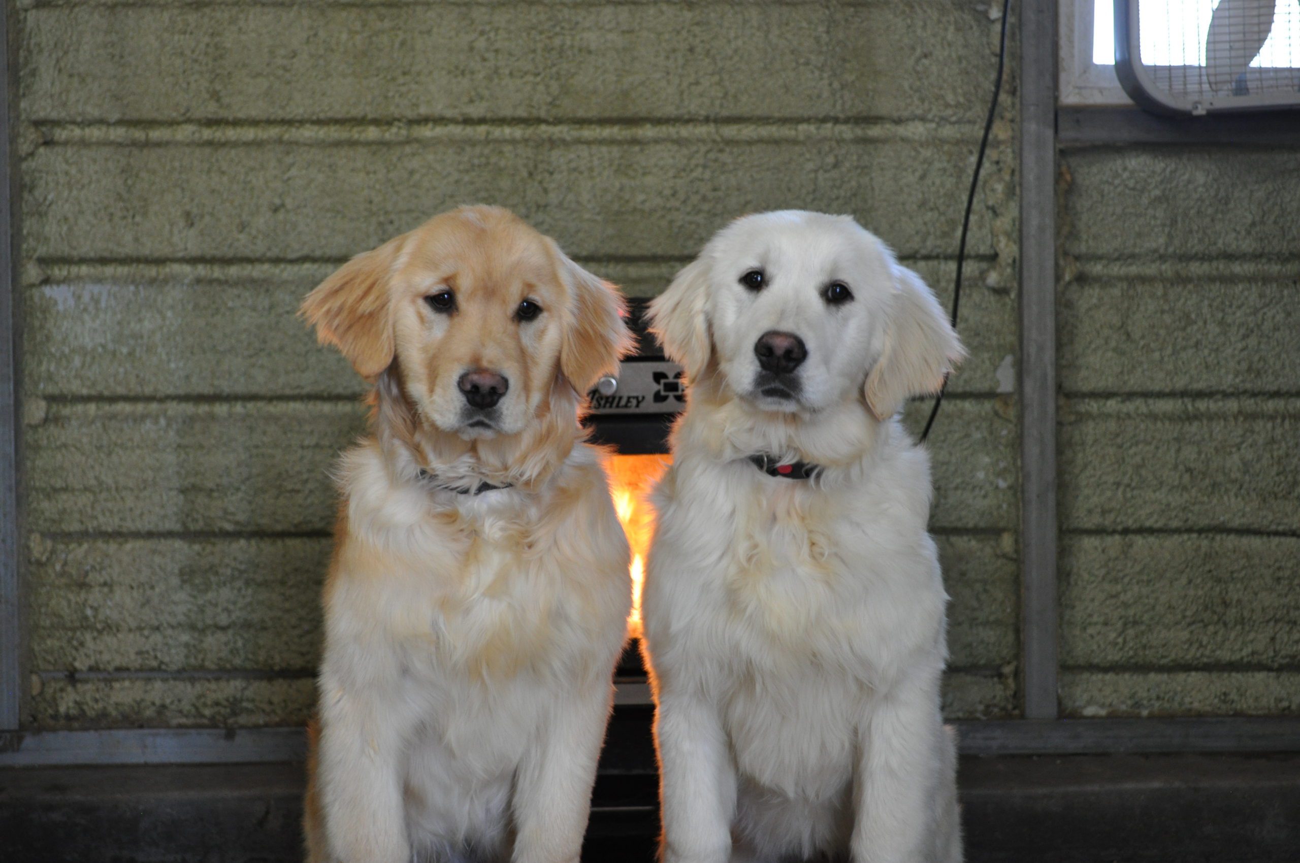 Teaching your dog to sit and stay - Sevier Golden Retrievers